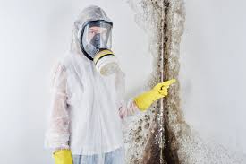 Reliable Maysville, MO Mold Removal Solutions